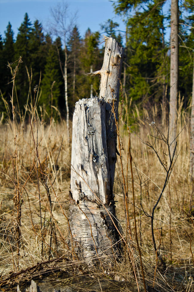 Крюково, поле 4