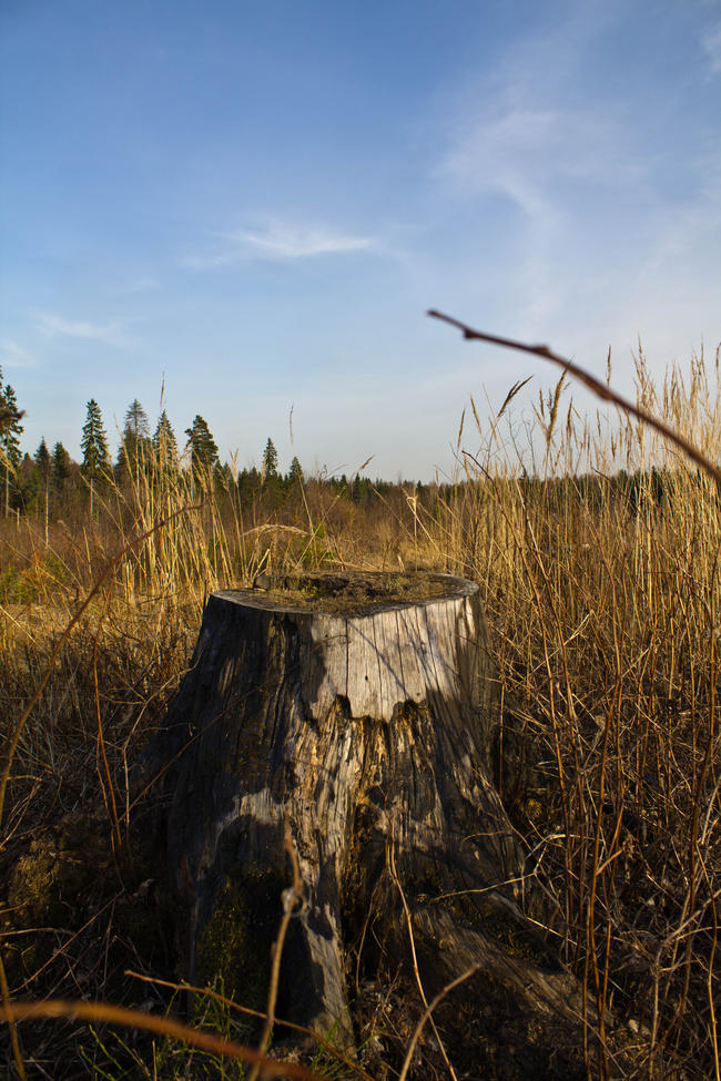 Крюково, поле 6